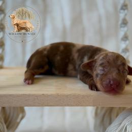 Grace - Dapple female Dachshund puppy in Lumber City, Georgia from Willow Run LLC