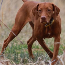Vizslas from Mythic Vizslas