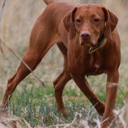 Vizslas from Mythic Vizslas