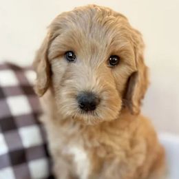Limbo - Merle male Australian Labradoodle puppy in Harrisonville, Missouri from Blessed Day Doodles