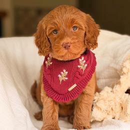 Pep - Red  female Goldendoodle puppy in Hartwell, Georgia from BellaDoodles