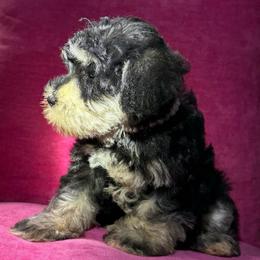 Magnolia - Black and silver female Miniature Schnauzer puppy in Taylorsville, North Carolina from Feather & Tail Acres