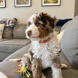 Assorted Doodle Crosses, Bernedoodle, Cockapoo, Double Doodle, Goldendoodle, and Golden Retriever Puppies from Hawk Mountain Doodles