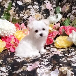 Girl 1 - White female Maltese puppy in Fresno, California from Soua's Pups