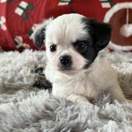 Harley - Black and white female Chihuahua puppy in Mishawaka, Indiana from Tiny Paw Stars LLC