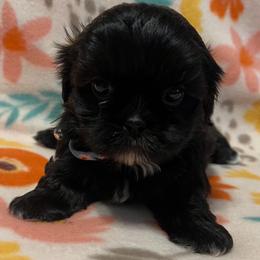 Ebony - Black female Shih Tzu puppy in Hemet, California from Aloha Shih Tzu