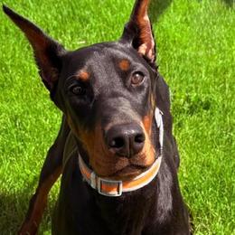Doberman Pinschers from De luxe dobermans