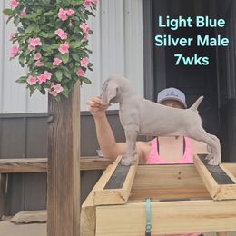 Weimaraner Puppies from So-IN Weimaraner's