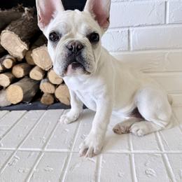 French Bulldog Puppies from Country Farm Frenchies