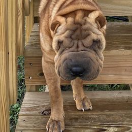 Chinese Shar-Pei from Jessica's Shar-Pei