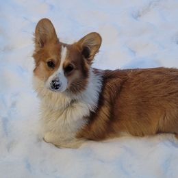 Hopper - Pembroke Welsh Corgi