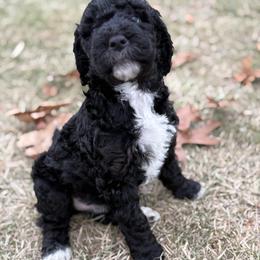 Girl 2 - Phantom female Goldendoodle puppy in Washington, Illinois from Lola Bear Goldendoodles