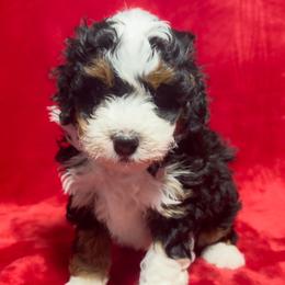 Garnet - Tri-color male Bernedoodle puppy in Bradenton, Florida from Peanut Butter Doodles