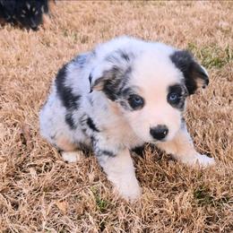 Moses - Blue merle male Australian Shepherd puppy in Owensboro, Kentucky from JnT's Bluegrass Mini Aussies