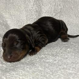 Bella - Chocolate and tan female Dachshund puppy in Mocksville, North Carolina from The Dachs of Hazzard Dachshunds