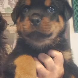 Boy 1 - Black and mahogany male Rottweiler puppy in De Witt, Iowa from Irish Eyes Kennels