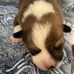 Red - Red male Pembroke Welsh Corgi puppy in Beulaville, North Carolina from Windy Acres Pembroke Welsh