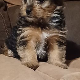 Yorkshire Terriers from Ruth's Yorkshire Terriers