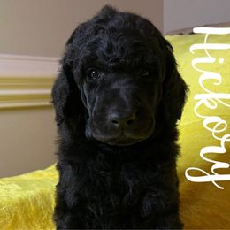 Hickory - Poodle puppy from Sharp’s Standard Poodles