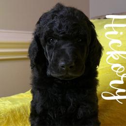 Hickory - Poodle puppy from Sharp’s Standard Poodles