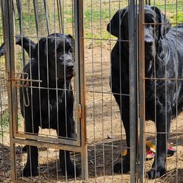 Labrador Retriever Puppies from Lorlyn Labradors