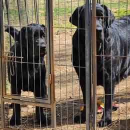Labrador Retriever Puppies from Lorlyn Labradors
