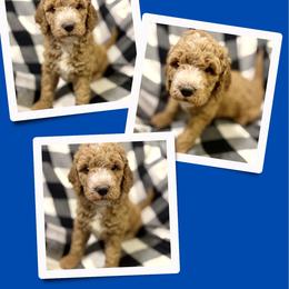 Boone - Apricot male Goldendoodle puppy in Bluefield, Virginia from Love on a Leash