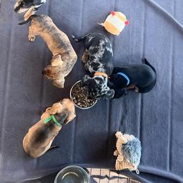 Dachshund Puppies from Witchy Woman’s Wiener’s