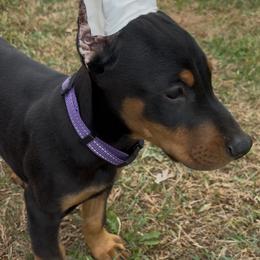 Snipe - Black and rust male Doberman Pinscher puppy in Centralia, Missouri from TopSpots Farm