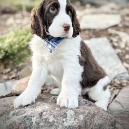 English Springer Spaniel Puppies from Orchard Hill English Springer Spaniels