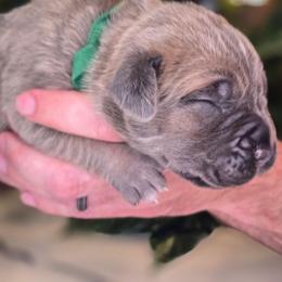 Dark green - Chestnut brindle male Cane Corso puppy in Springfield, Oregon from PNW Cane Corsos