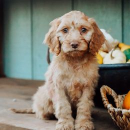 Green Collar - Red male Cockapoo puppy in Missoula, Montana from Big Sky Cockapoos