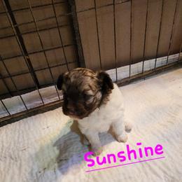 Sunshine - Chocolate parti female Pomeranian puppy in Tyner, Kentucky from Tanner's Majestix Kennels