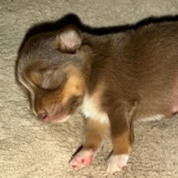 Clay - Red tri male Toy Australian Shepherd puppy in Garvin, Oklahoma from Hochatown Awesome Aussies