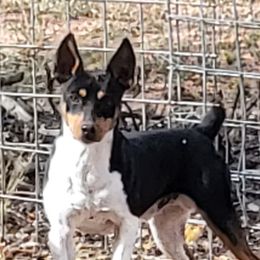 Strut - Rat Terrier