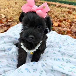 Sasha - Black female Maltipoo puppy in Oklahoma City, Oklahoma from Red Okie Poos