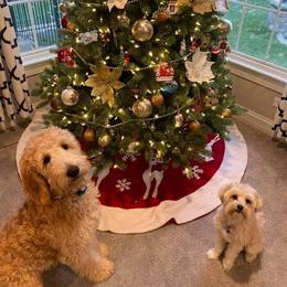 Goldendoodle Puppies from Lu Doodles