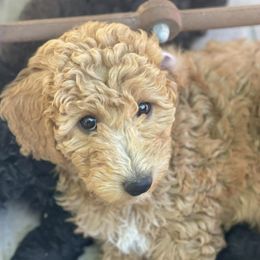 Goldendoodles from Dogs Delight