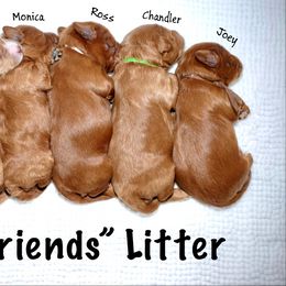 Australian Labradoodle puppies from Loveland Labradoodles