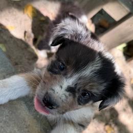 Slate - Blue merle male Australian Shepherd puppy in Four Oaks, North Carolina from RoseWest Farms