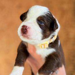 Piper AKC - Red tri-color female Australian Shepherd puppy in Polk City, Florida from Skaky Shepherds