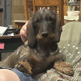 Toots - Dachshund