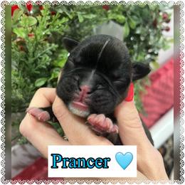 Prancer - Brindle female Boxer puppy in Greenwell Springs, Louisiana from Bayou Boxer Haus - Baton Rouge Boxers