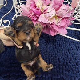 Willow - Black and tan female Cavalier King Charles Spaniel puppy in Avoca, New York from Palladino’s Cavaliers of Upstate NY