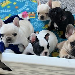 Boy 4 - Fawn French Bulldog puppy in Galt, California from Glitz Bulliez