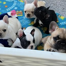 Boy 4 - Fawn French Bulldog puppy in Galt, California from Glitz Bulliez