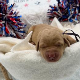 Purple - Yellow female Labrador Retriever puppy in Heath Springs, South Carolina from Rich Hill Retrievers