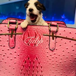 Tulip - Black & tan tri-color female Morkie puppy in Deltona, Florida from Pink Purse Designer Breeds