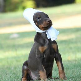 Liberty - Red and rust female Doberman Pinscher puppy in Overton, Texas from Obsidian Kennel