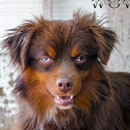 Steel - Toy Australian Shepherd